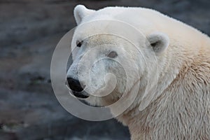 A polar bear in a ZOO.