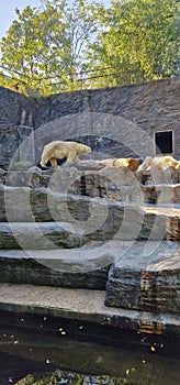 polar bear in the zoo
