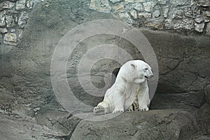 Polar bear in a zoo