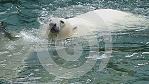 Polar bear at the zoo