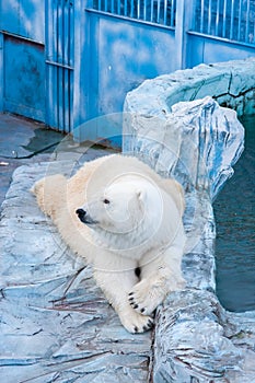 Polar bear in a zoo