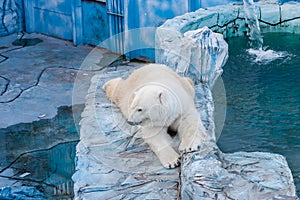 Polar bear in a zoo
