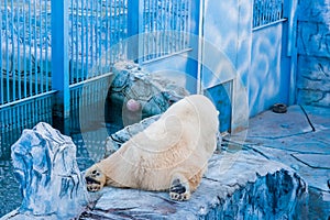 Polar bear in a zoo