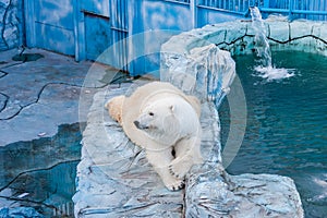 Polar bear in a zoo