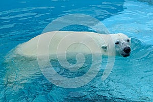 Polar bear at the zoo. An animal in captivity. Northern Bear