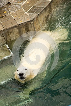 Polar bear in the zoo water aviary
