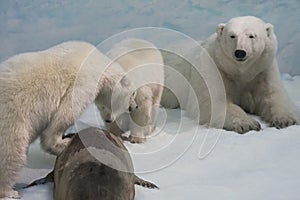 Polar bears