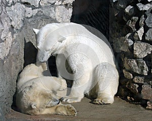 Polar bears