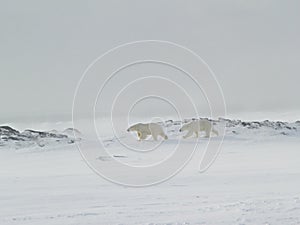 Polar bears