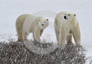 Polar bears.