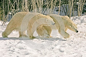 Polar bears
