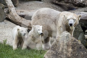 Polar bears