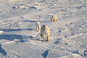 Polar bears