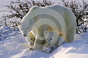 Polar bears