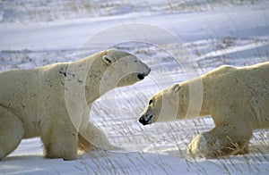 Polar bears