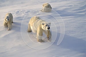 Polar bears