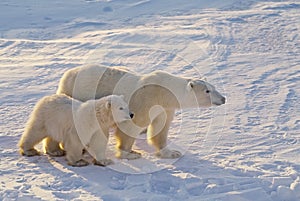 Polar bears