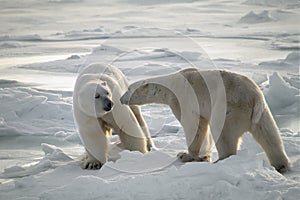 Polar bears