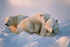 Polare orsi 