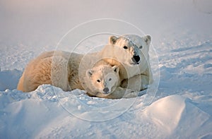 Polare orsi 