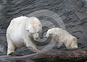 Biely polárna medvede 