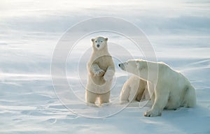 Polar bears in blowing snow storm,soft focus photo