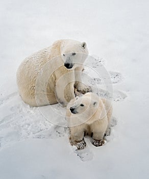Polárna medvede v arktický 