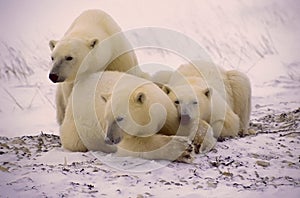 Polar bears in Canadiab Arctic