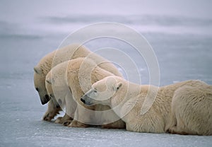 Polar bears in Canadian Arctic photo