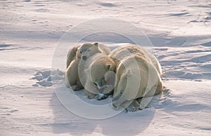 Polar bears in Canadian Arctic