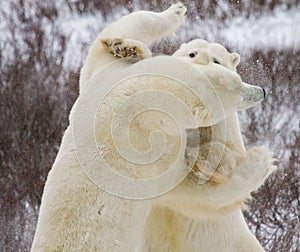 Polar bears fighting