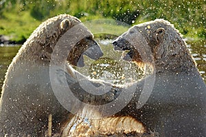 Polar Bears having fun