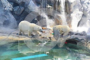 Polar bears having fun in water