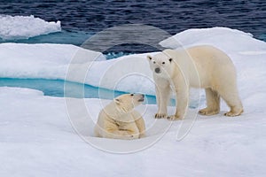 Polar bears on ice