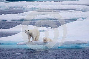 Polar bears on ice ledge