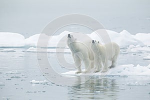 Polar bears on iceberg