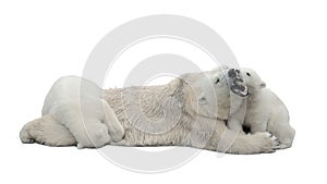 Polar bears isolated on white background