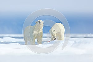 Polar bears with killed seal. Two white bear feeding on drift ice with snow, Svalbard, Norway. Bloody nature with big animals.