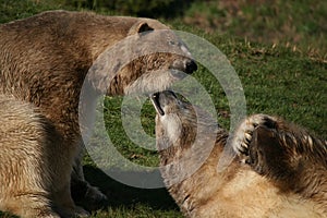 Polar Bears in Love