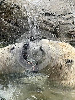 Polar bears in love play