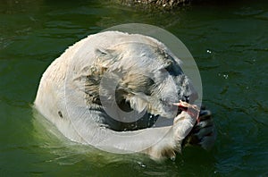 Polar bears lunchtime
