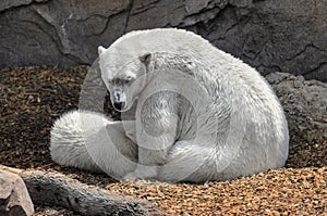Polar bears - mother and child