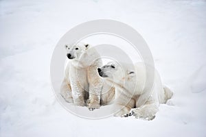 Couple of Polar bears photo