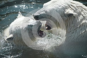 Polar bears play with each other