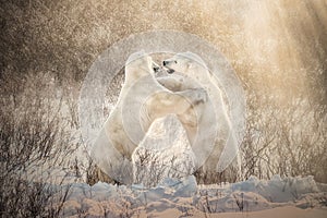 Polar bears playfully fighting in beautiful golden light.