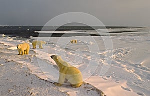 Polar bears on shore of Hudson's Bay