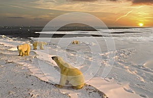 Polar bears on shore of Hudson`s Bay at dawn