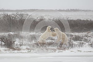 Polar bears Shoving after Fighting/Sparring