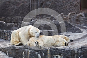 Polar bears sleep on rocks