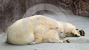 Polar bears